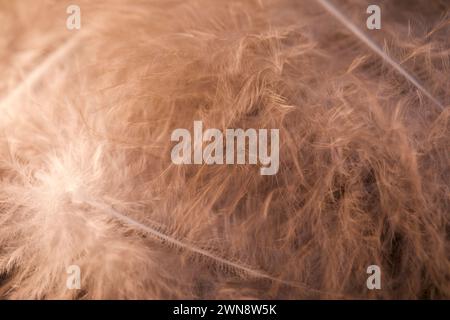 The soft, delicate feathers creating a beautiful background Stock Photo