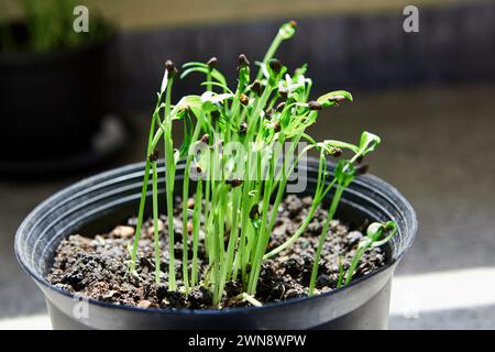 Little seedlings growing in potted plant Stock Photo