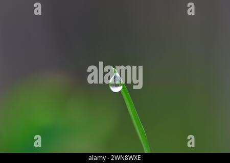 Water drop on grass of blade in forest Stock Photo