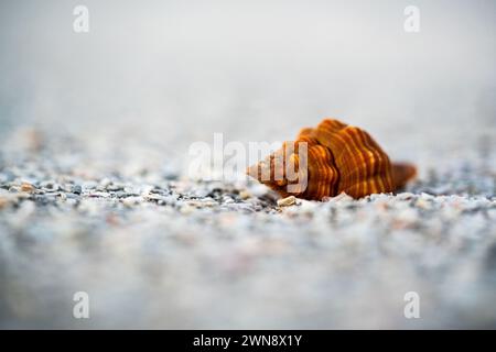 Orange seashell on beach with shallow depth of field Stock Photo
