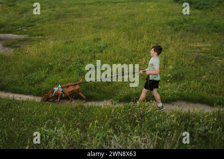 Boy walking Vizsla dog on a leash through grass Stock Photo