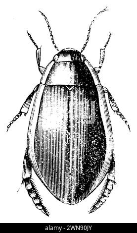 Great diving beetle, Dytiscus marginalis,  (zoology book, 1876), Gelbrandkäfer, Dytique bordé Stock Photo