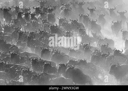 A confusion of blue wildebeest gallops across the shallow Mara river in a cloud of dust. They have brown coats, curved horns and black faces, manes an Stock Photo