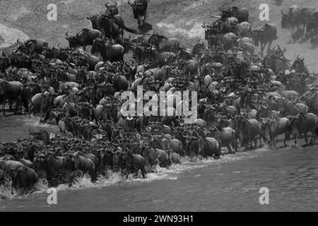 Mono confusion of blue wildebeest crossing river Stock Photo