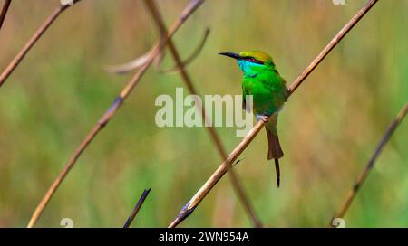 Green Bee-eater, Merops orientalis, Grasslands, Royal Bardia National Park, Bardiya National Park, Nepal, Asia Stock Photo