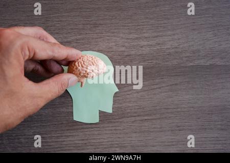 Hand holding a model of a brain on top of a green paper cut-out of a human head. Copy space for text. Intellectual, thinking concept. Stock Photo