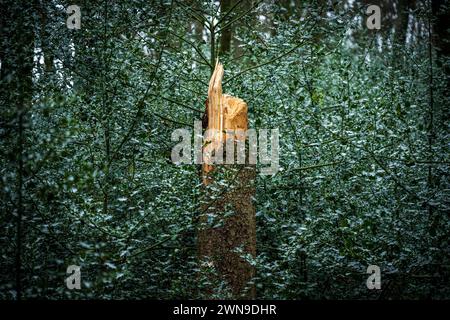 A broken tree trunk stands out in a dense, green forest, Bergisches Land, North Rhine-Westphalia Stock Photo