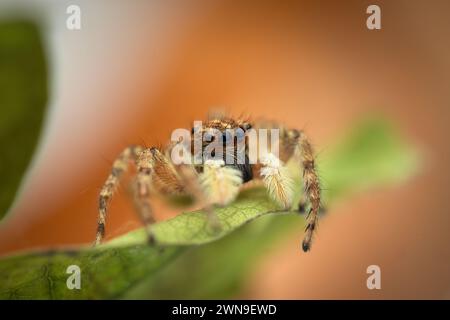 Jumping spidermacro closeup shot  on a green leaf as nature background Stock Photo