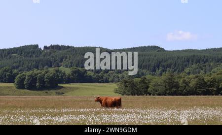 Highland cow standing in a flower meadow in summer Stock Photo - Alamy