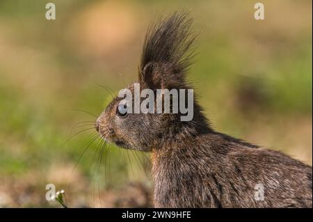 Red squirrel portrait, Switzerland (Sciurus vulgaris) Stock Photo