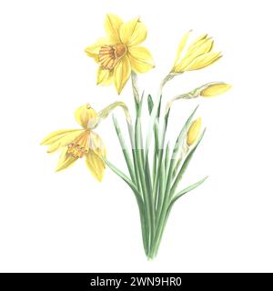 Bouquet of yellow daffodils. Isolated hand drawn watercolor illustration garden spring narcissus flower. Floral drawing template for card of Mothers d Stock Photo