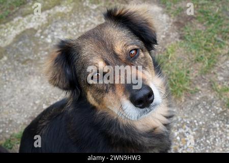 Sad looking dog looking at the camera Stock Photo