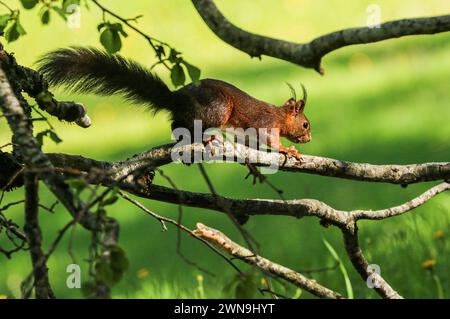 Red squirrel (Sciurus vulgaris) moving on a branch, jura mountain, Switzerland Stock Photo