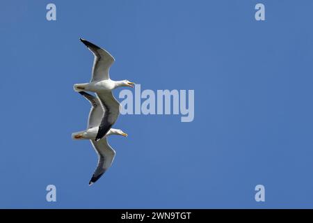 close up of a pair of Seagulls with beaks open flying in synchrony against a blue sky Stock Photo