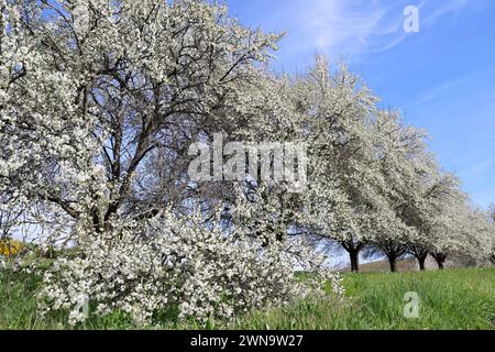 Orchard with cherry trees in full bloom Stock Photo