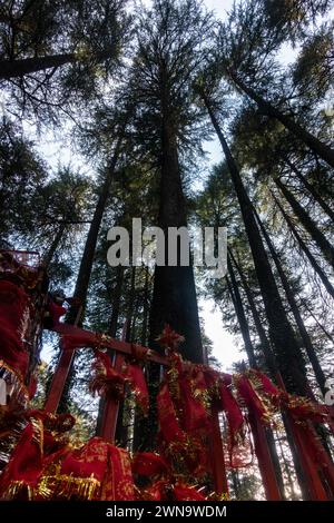 Serene Deodar Forest & Hindu Temple: Tarkeshar Mahdev, Uttarakhand ...