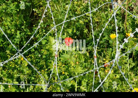 Red poppy flower in amongst barbed wire. Nicosia, Cyprus. Feb 2024 Stock Photo