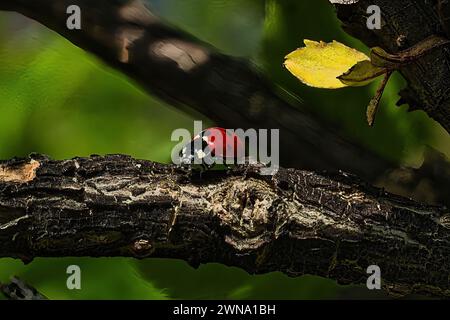 A closeup of a ladybug perched on a tree branch Stock Photo