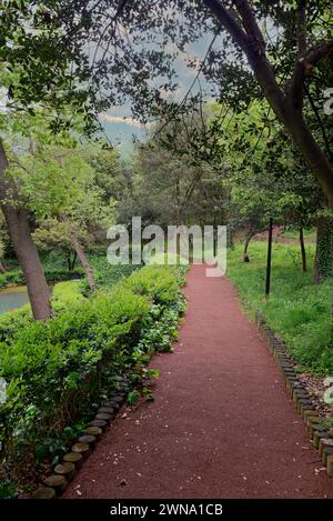 Path winding through lush green forest with tall old trees Stock Photo ...