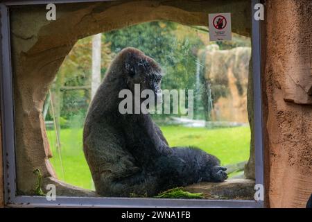 Western lowland gorilla (Gorilla gorilla gorilla) behind a glass window at Lisbon Zoo (Jardim Zoológico de Lisboa) in Lisbon, Portugal. Stock Photo