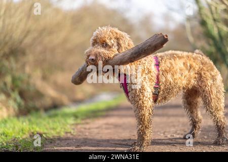 Close up of a pet cockerpoo dog standing isolated outdoors on a rural path with a very large stick in its mouth on a sunny day. Stock Photo