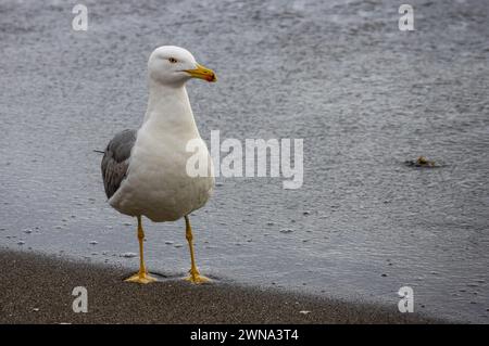 Primer plano de una gaviota en la playa junto al agua, Marbella, España Stock Photo