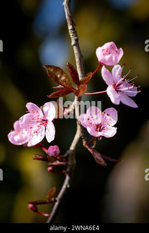 The beautiful pink flowers of the prunus cerasifera in full bloom on the tree in early spring, the Netherlands Stock Photo