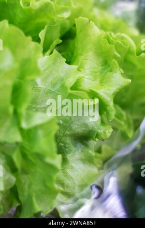 Green lettuce leaves in cellophane packaging close up Stock Photo