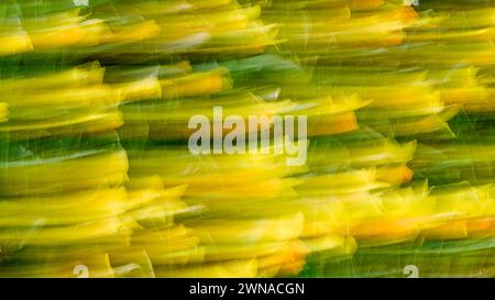 London, UK, 1 March 2024: Yellow trails the image are created with ICM (Intentional Camera Movement) from forsythia flowers Stock Photo
