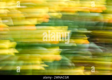 London, UK, 1 March 2024: Yellow trails the image are created with ICM (Intentional Camera Movement) from forsythia flowers Stock Photo