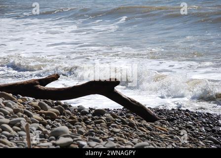 Waves crashing against shoreline with large piece of driftwood in foreground. Stock Photo