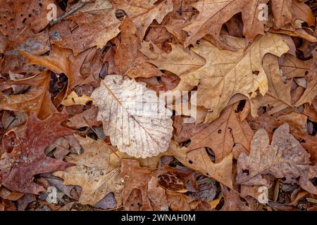 Layers of fallen leaves lies a different must brighter leaf laying on the top of the pile closeup view for uses of backgrounds copy space wallpaper an Stock Photo