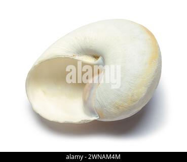Open Snail Shell Cut Out on White. Stock Photo