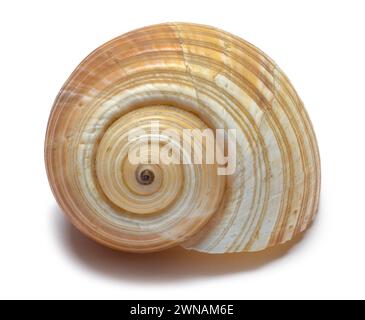 Tan Spiral Shell Cut Out on White. Stock Photo