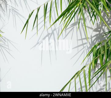 Bamboo branches making a shadows on the white wall background. Beautiful nature details and graphic copy space resource image. Stock Photo