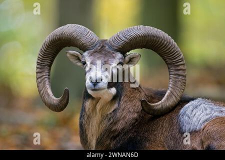 European mouflon (Ovis aries musimon / Ovis gmelini musimon), close-up portrait of ram / male with big horns in forest during the rut in autumn / fall Stock Photo