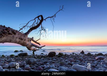 Dead tree on beach at Brodtener Ufer / Brodten Steilufer, cliff in the Bay of Lübeck along the Baltic Sea at sunrise, Schleswig-Holstein, Germany Stock Photo