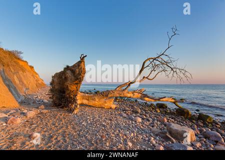 Dead tree on beach at Brodtener Ufer / Brodten Steilufer, cliff in the Bay of Lübeck along the Baltic Sea at sunrise, Schleswig-Holstein, Germany Stock Photo