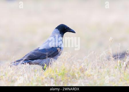 hooded crow foraging for food (Corvus corone cornix) Stock Photo