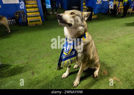 Warrington, UK. 01st Mar, 2024. Wolves arrive ahead of the game during the Betfred Super League Round 3 match Warrington Wolves vs Castleford Tigers at Halliwell Jones Stadium, Warrington, United Kingdom, 1st March 2024 (Photo by Craig Thomas/News Images) in Warrington, United Kingdom on 3/1/2024. (Photo by Craig Thomas/News Images/Sipa USA) Credit: Sipa USA/Alamy Live News Stock Photo