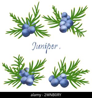 blue berries and juniper branch. Cones and leaves of Juniper isolated on white background. Winter holiday Christmas decorative art objects. Isolated w Stock Photo
