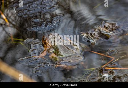 The Common Frog during the breeding season, males and females spawning in a pond Stock Photo