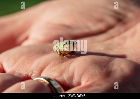 The gray treefrog (Hyla versicolor) is native frog of Unites states and Canada Stock Photo