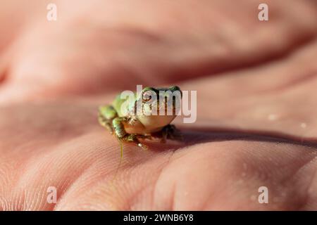 The gray treefrog (Hyla versicolor) is native frog of Unites states and Canada Stock Photo