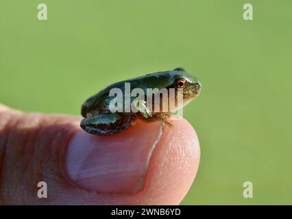 The gray treefrog (Hyla versicolor) is native frog of Unites states and Canada Stock Photo