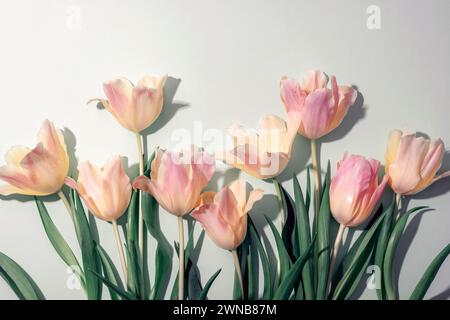 Light yellow-pink tulips on gray background with sharp shadows. Stock Photo