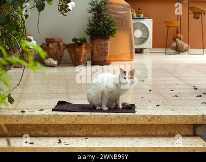 A calico cat sitting on a carpet on a house terrace outdoors. Stock Photo