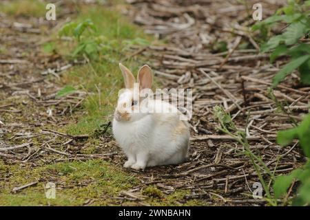 Young wild domesticated rabbit during summer in discovery park washinton state usa Stock Photo