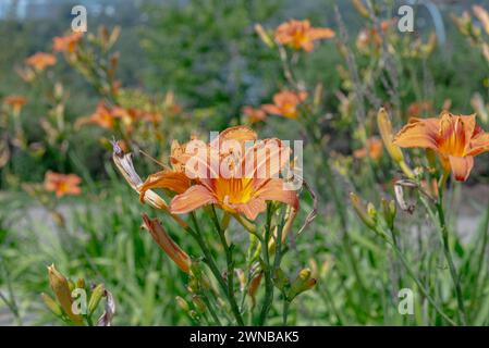 Daylily, bunch of Daylillies - Orange (Hemerocallis) wild flowers seen in the city of Calgary Canadian Rockies in the summer time with bright blue sky Stock Photo