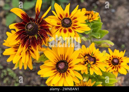 Helios Flame Sunflowers (Helianthus annuus). Bright yellow wild flowers with red, burgundy centre leaves. Stock Photo